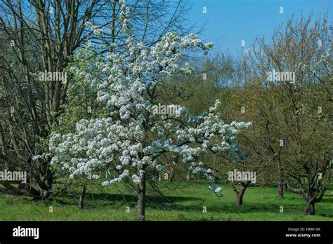 Spring White Blossom Of The Comice Pear Tree Pyrus Communis Stock