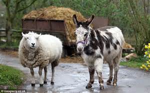 How Dotty The Donkey Saved Stanley The Sheep From Mauling By A Pitbull