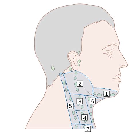 Filediagram Showing Where The Lymph Nodes Are In The Neck Cruk 384svg