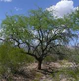 Maybe you would like to learn more about one of these? Mesquite tree (Spanish origin) | Much Ado | Pinterest ...