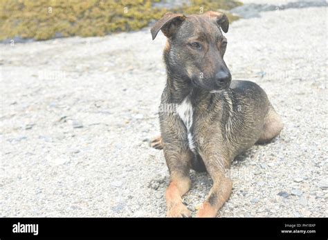 Aruba Cunucu Dog Hi Res Stock Photography And Images Alamy