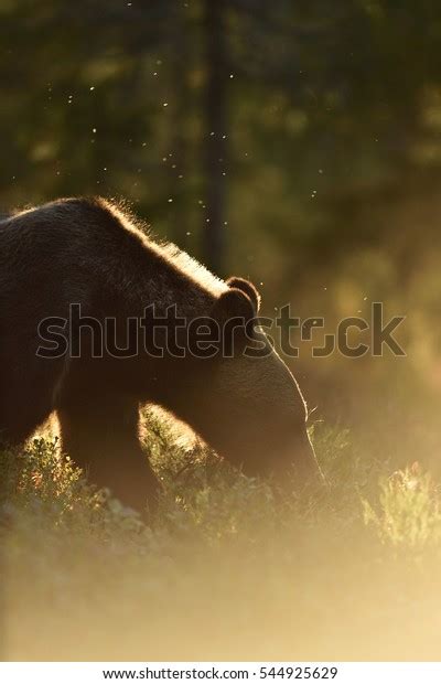 Backlit Brown Bear Bear Against Sun Stock Photo 544925629 Shutterstock