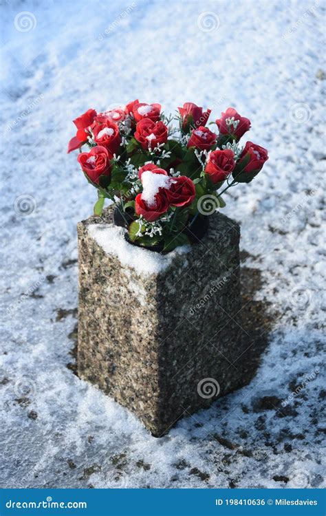 Red Roses Covered In Snow Stock Photo Image Of Snow 198410636