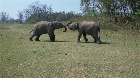 Twins Elephant Playing Together At Sauraha Youtube