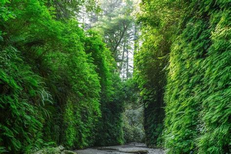 25 Amazing Things To Do At Redwood National Park In 2023