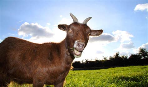 Top Ten Facts About Goats Uk
