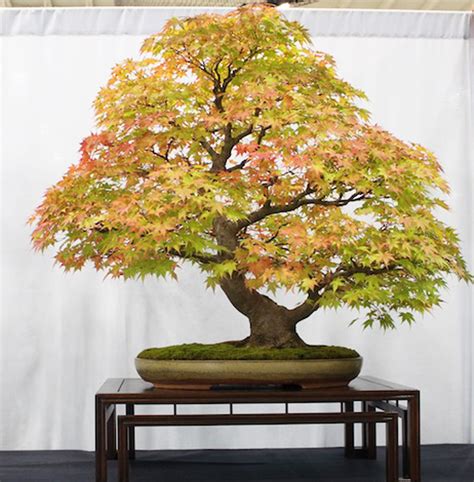 Winning Deciduous Bonsai And A Little Break With Tradition Stone Lantern