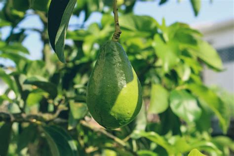 Can You Grow Avocado In The Uk Tips To Grow An Avocado Plant Real