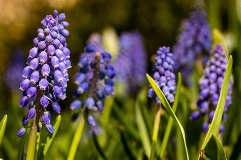 Purple Spring Flowers For Your Garden Design — Meadowlark Journal