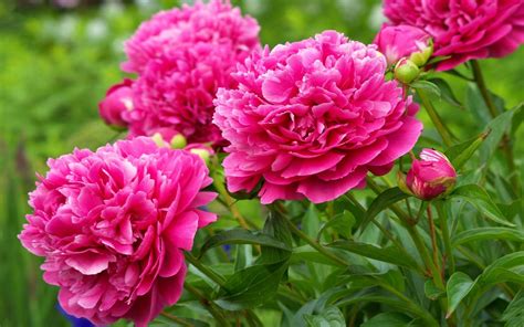 Nature Flowers Peonies With A Beautiful Pink Color Hd Desktop Wallpaper