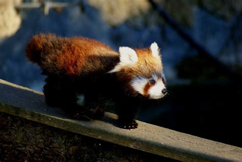 500px Photo Red Panda Baby Plodding Over Small Bridge By Christian