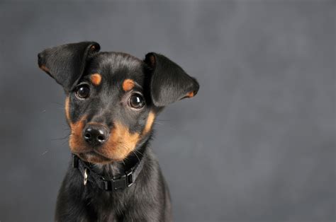 Miniature Pinscher Traits Adorable Puppies Learn More About Them