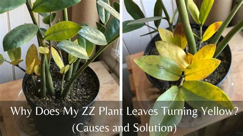 Zz Plant Leaves Turning Yellow Expert Tips And Tricks Planterhoma