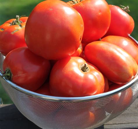 10 Amazing Tomato To Grow This Year Heirloom Tomatoes Rock