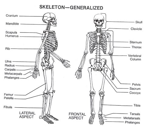 Cool Back Skeletal System Diagram Ideas Bigmantova
