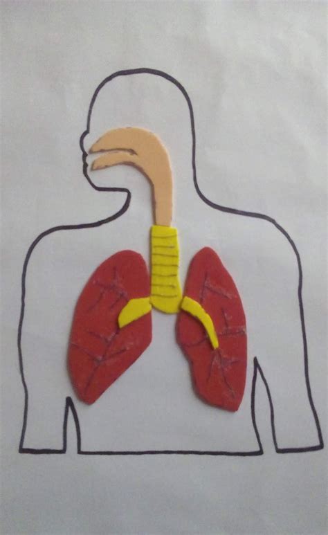 Como Hacer Una Maqueta Del Sistema Respiratorio Muy Facil Youtube Images