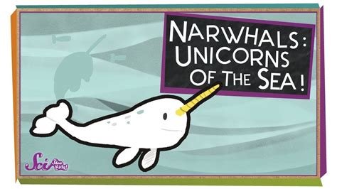 Narwhals Unicorns Of The Sea Narwhal Preschool Science Kids Exploring