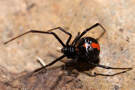 Latrodectus Hasselti Thorell 1870 Redback Spider