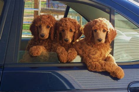 Both parents have wonderful cooperative loving personalities. Apricot & Cream Standard Poodles and Poodle Puppies For ...