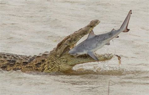 Crocodile Vs Bull Shark Rsharks