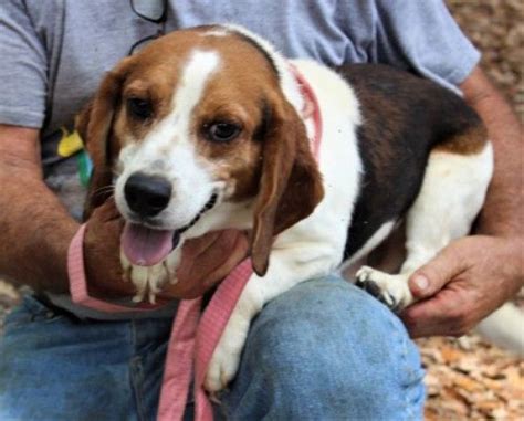 Beagle Rescue Dog For Adoption In Feasterville Pennsylvania Henry
