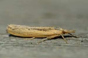 Pest and disease management keeping your cotton crop healthy important cotton pests and their organic cotton crop guide. Sod Webworms | Pest Management | Farms.com