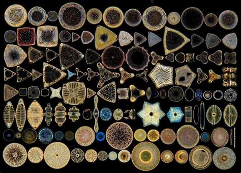 Diatomee Diatom Microscopic Photography Microscopic