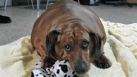Morbidly Obese Wiener Dog On Strict Diet Regimen World Cbc News