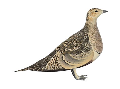 Details Chestnut Bellied Sandgrouse Birdguides