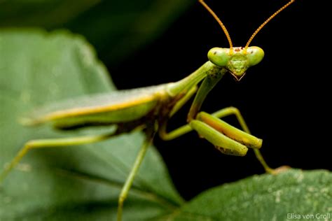 Male Mantis Parastagmatoptera Sp Male Locality São Leopo Flickr