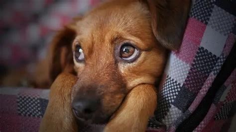 6 Signs Your Dog Is Depressed Dogs N Stuff