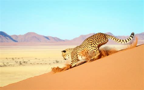Amazing Photos Of Cheetahs In The Wild Reader S Digest