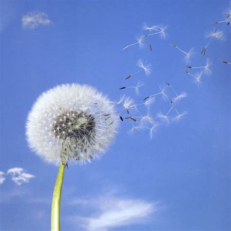 Dandelion Blowball And Flying Seeds Stock Image Image 21448531