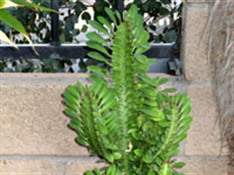 This is especially true of the branches which are always. Succulent Identification -The Top 10 Most Requested ...