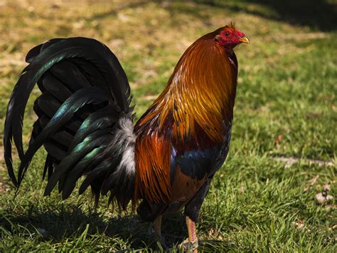 Cock Fighting Opponents Will Make Another Try To Stiffen Law The