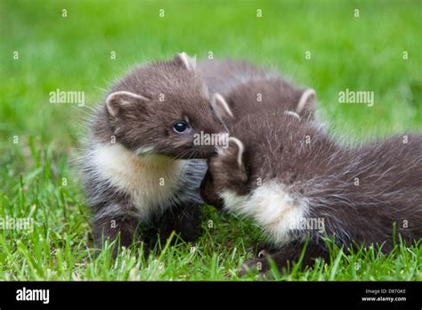 3 Pine Marten Kits Playing On Grass Stock Photo Alamy