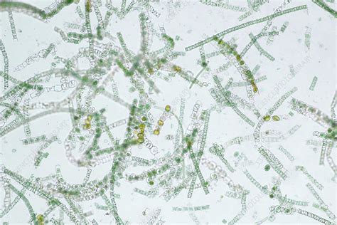 Filamentous Algae Light Micrograph Stock Image F0324133 Science
