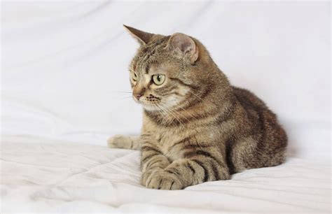 Egyptian mau, norwegian forest cat genetically, it is possible for two manx cats to produce offspring in a single litter with all. The Manx Cat - Cat Breeds Encyclopedia