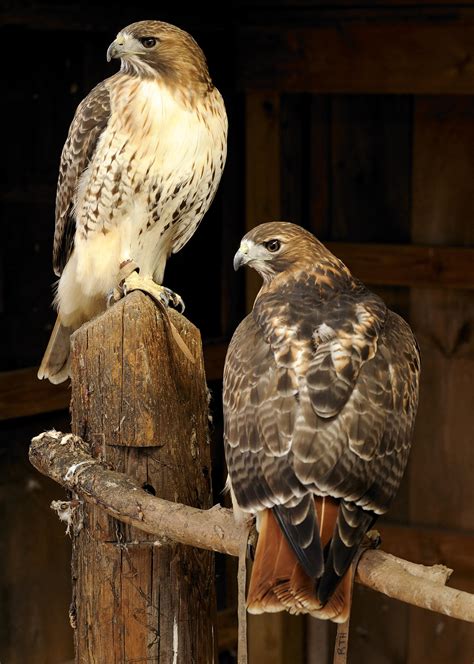 Red Tail Hawk Pic The Feather Atlas Nawpic