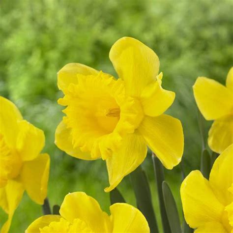 Longfield Gardens Unsurpassable Daffodil Bulbs 32100101 Blains