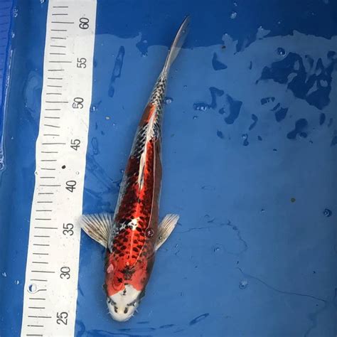 Koi Kujaku, 35-40 cm - Archiv - Koifarm Straeten