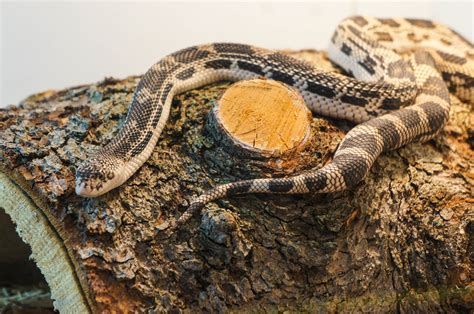 Meet titanoboa, the world's largest snake. Photoblog: Titanoboa: Monster Snake Exhibit - The Academy ...