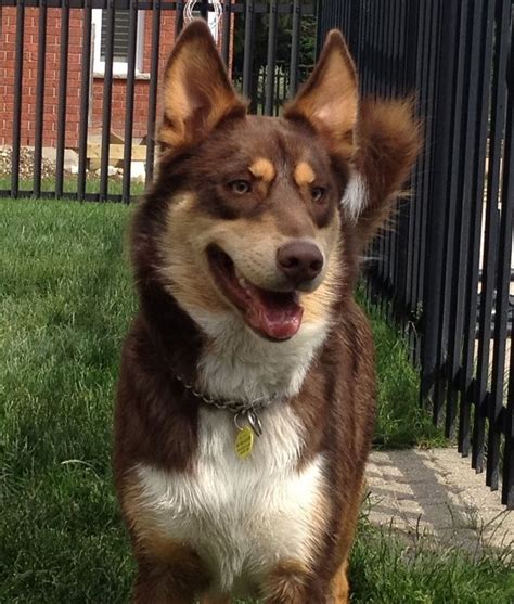 Australian shepherd dalmatian husky mix. husky shepard mix - - Yahoo Image Search Results | Unique ...