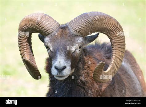 Portrait Male Mouflon Of Corsican Ovis Aries Orientalis Stock Photo