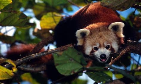 Red Pandas Climate Change And The Fight To Save Forests Stories Wwf