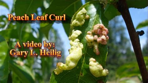 Peach Leaf Curl Youtube