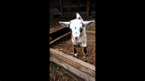 Baby Goats Playing And Jumping All About Youtube
