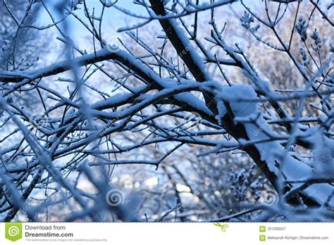 Winter Snow Covered Tree Branches Stock Image Image Of Outdoor City