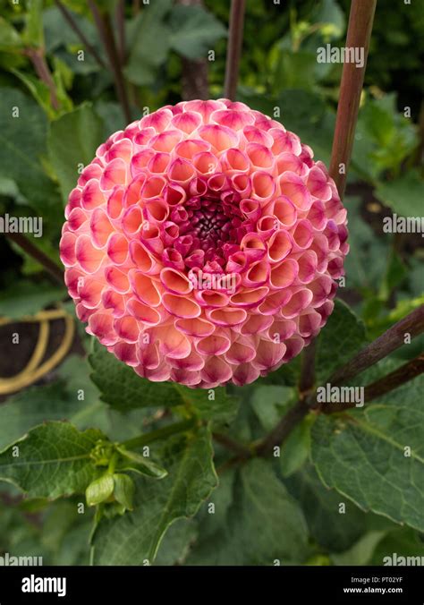 Burlesca Dahlia Hi Res Stock Photography And Images Alamy