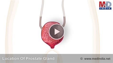 The various secretions of the prostate gland comprise of acid phosphatase, fibrinolysin, citric. Health Animation - Location Of Prostate Gland | Medindia